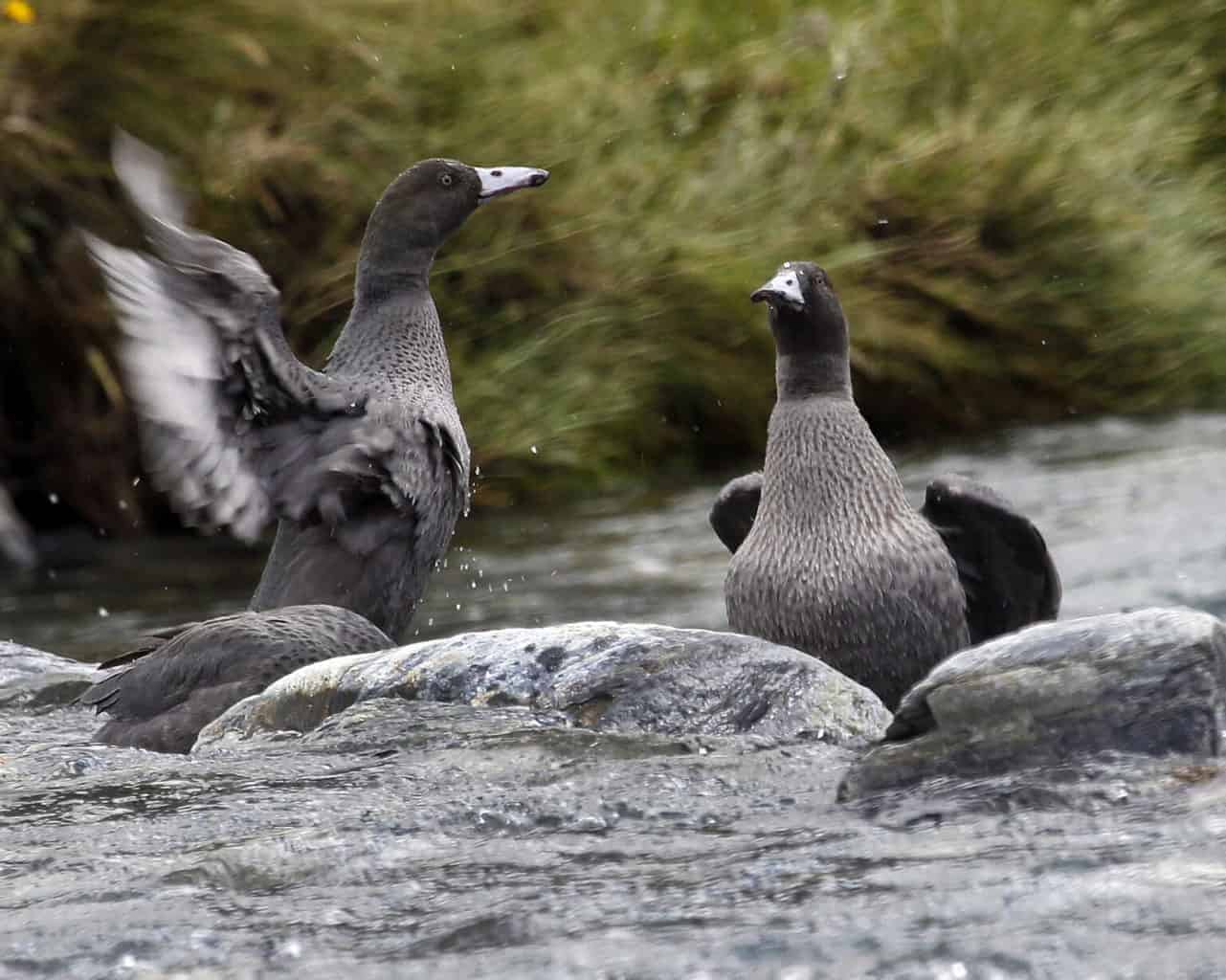 Did Ben and Jerry, the Blue Geese Who Married, Actually Trigger an Extinction?