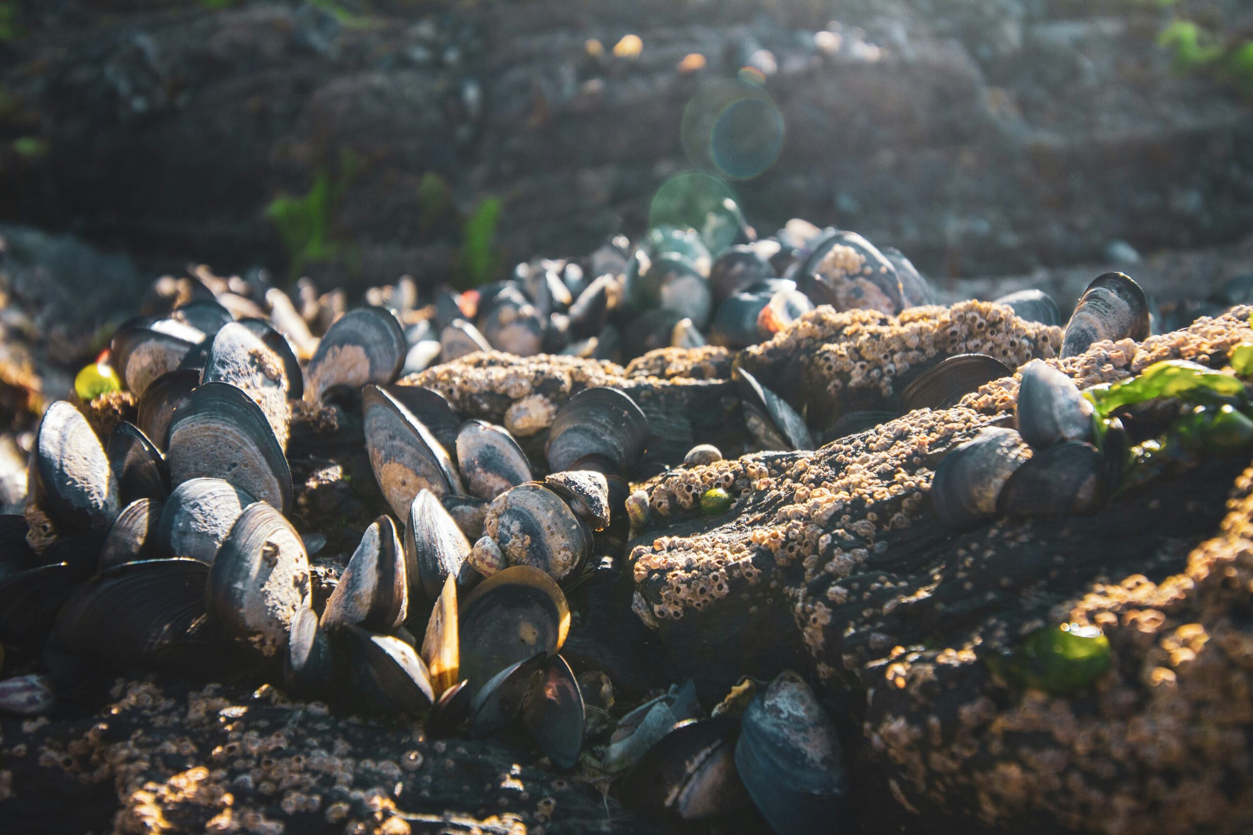 Oysters and mussels susceptible to offshore wind farm metals