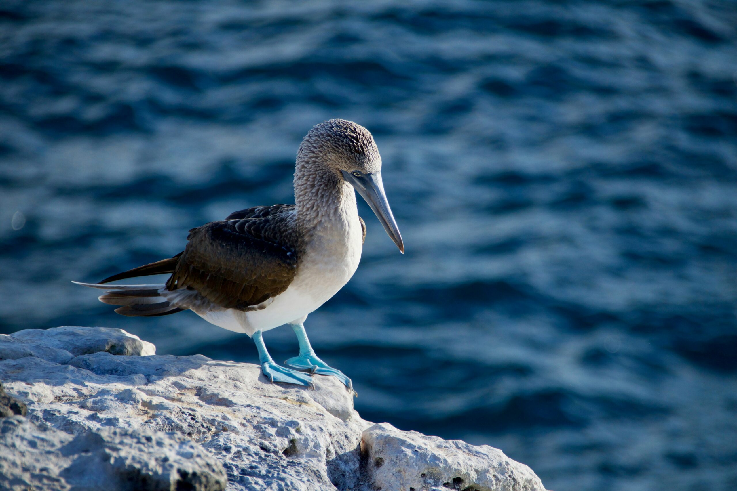 Landmark ruling provides Ecuador’s marine ecosystems approved rights