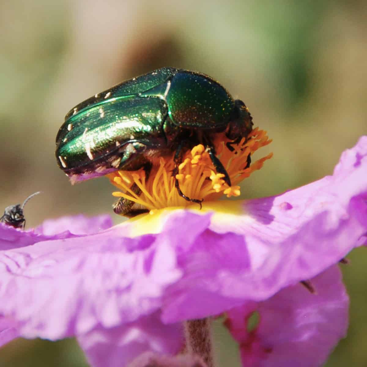 Worldwide Plant Copy Analysis Reveals Hidden Power of Pollinator Selection