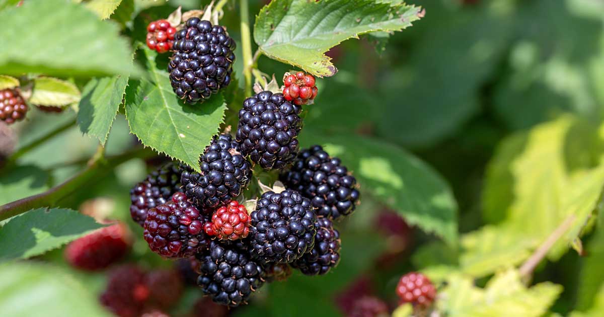 Research to Develop Berries and Vine Fruits