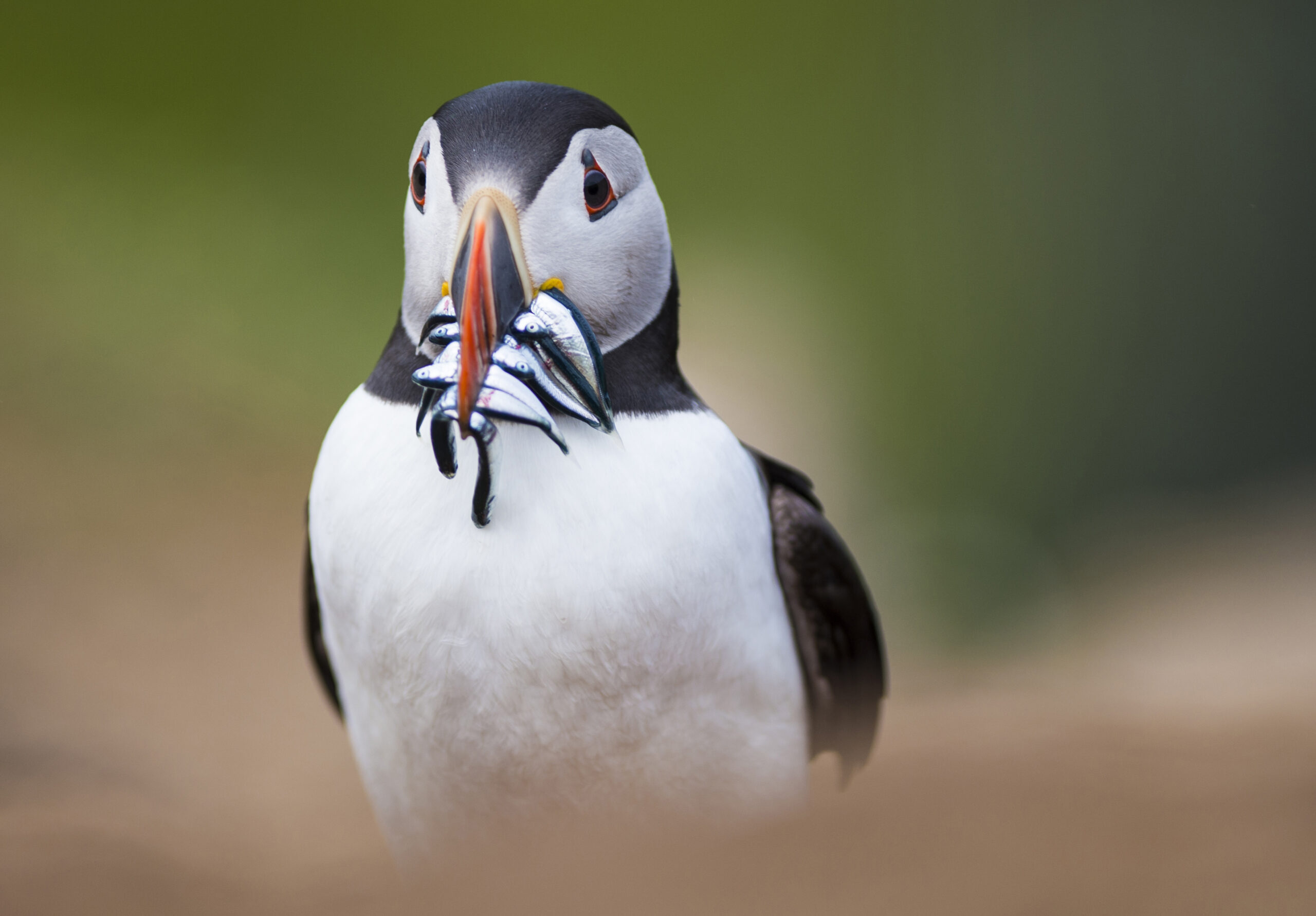 UK’s window to redress environmental harm “shortly closing”