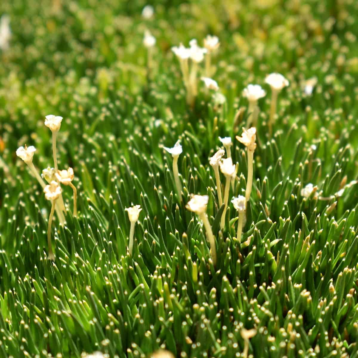 Antarctic Crops Current the Approach to Life on the Moon