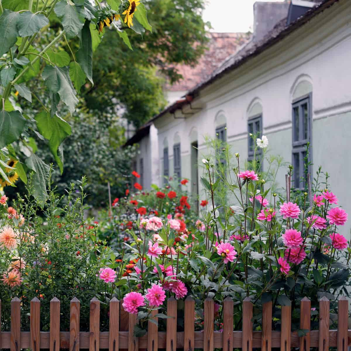 Small Gardens Pack Giant Potential for Metropolis Pollinators