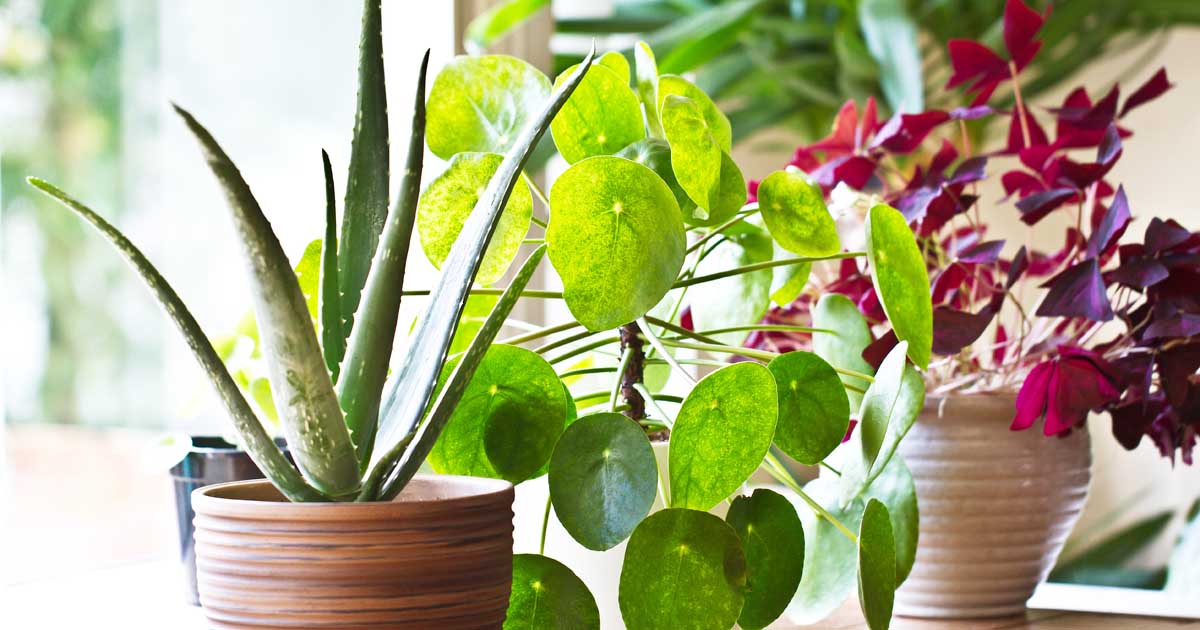 The Best Houseplant Rising and Care Guides