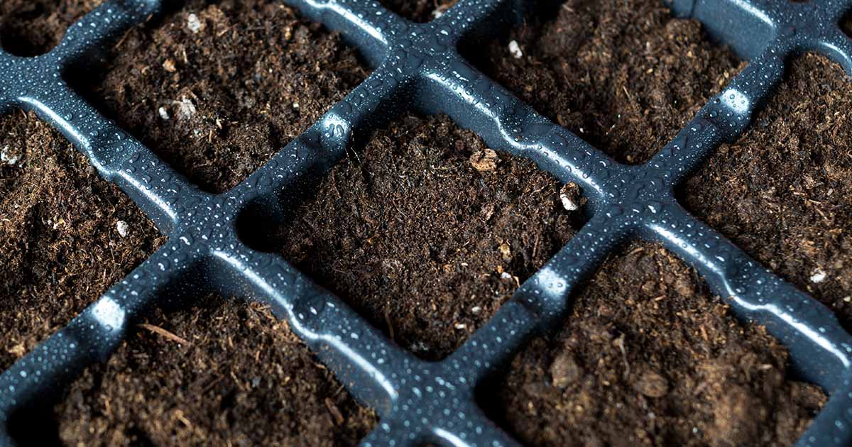 Choose the Correct Rising Medium for Starting Seeds