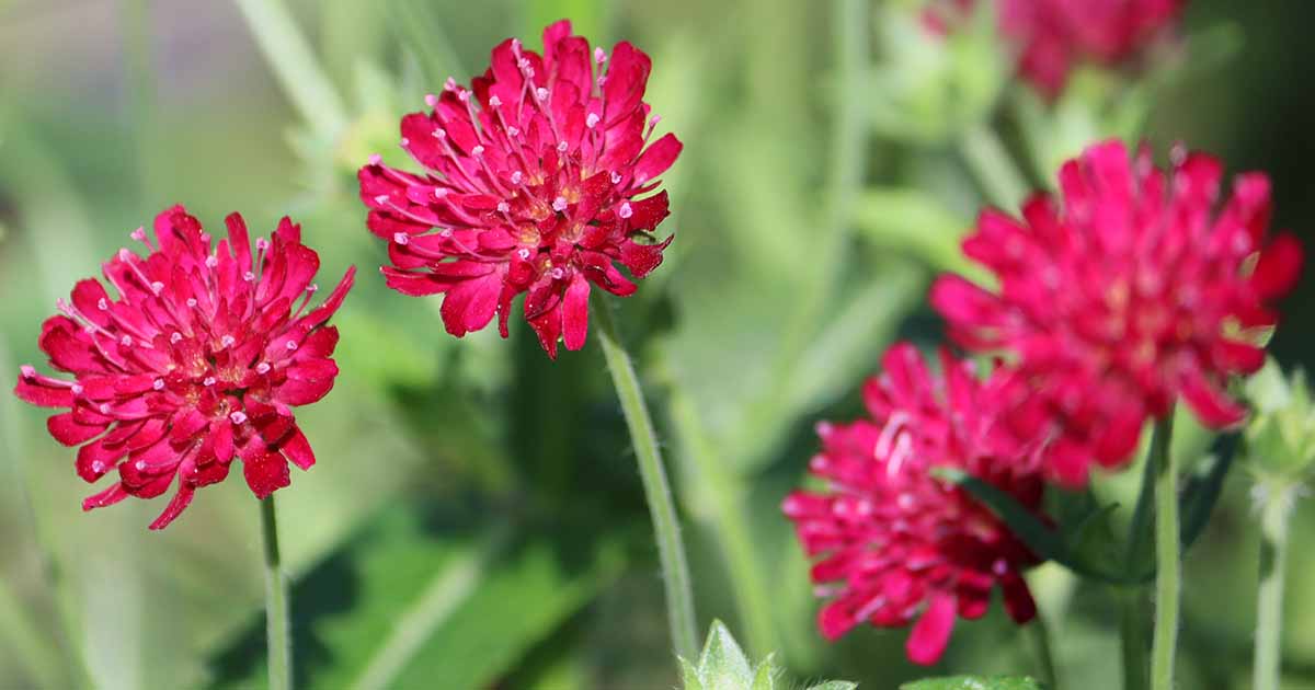 The fitting solution to Develop Knautia Pincushion Flowers