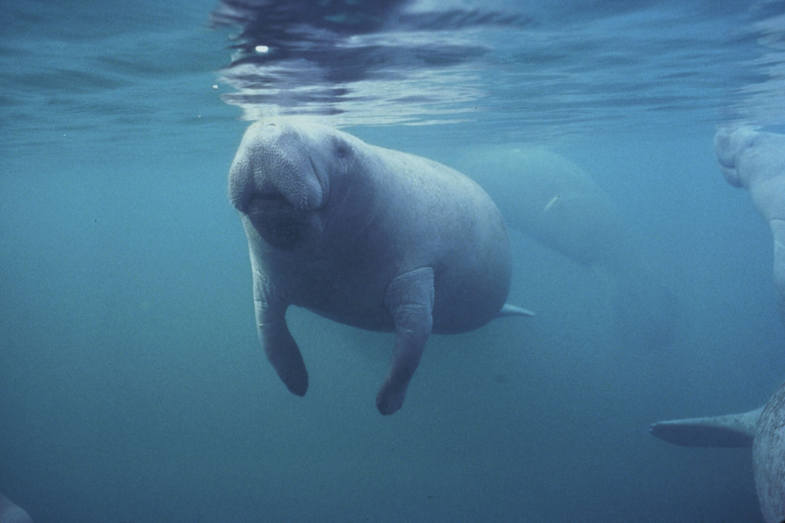 Florida manatee denied comparable endangered standing as Antillean