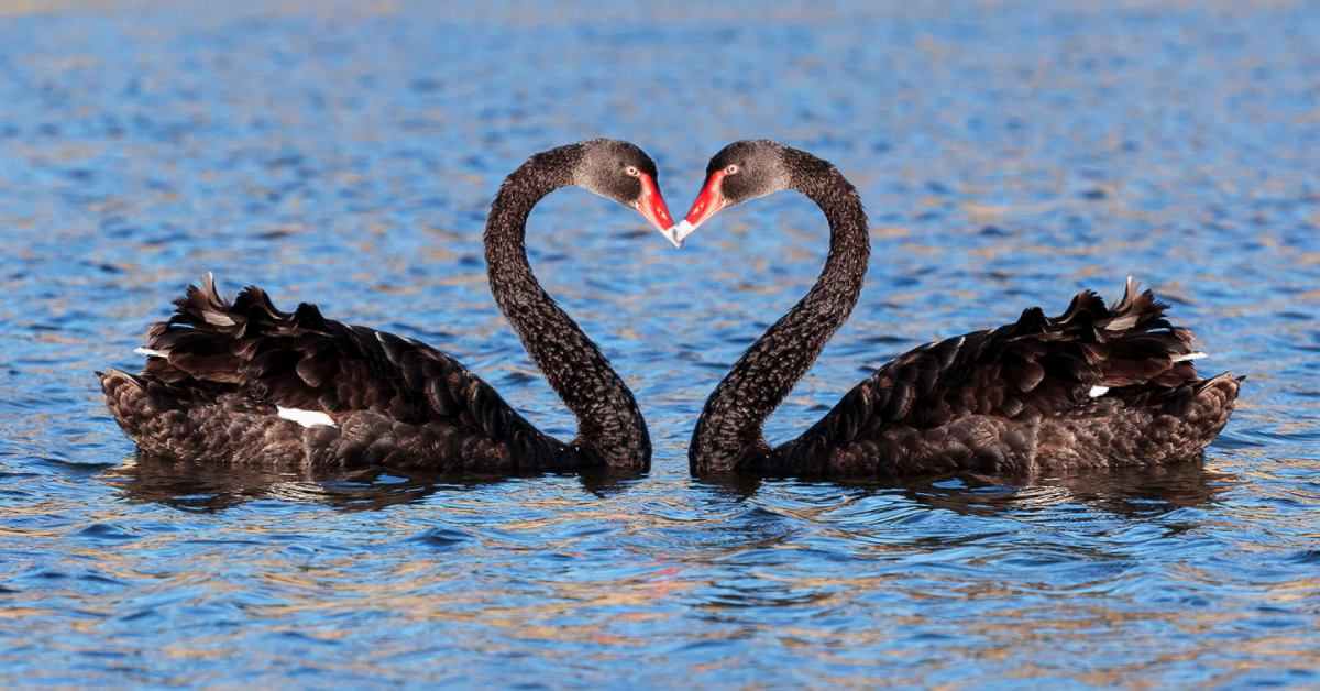 Homosexual Black Swan Đads Make the Finest Dad and mom