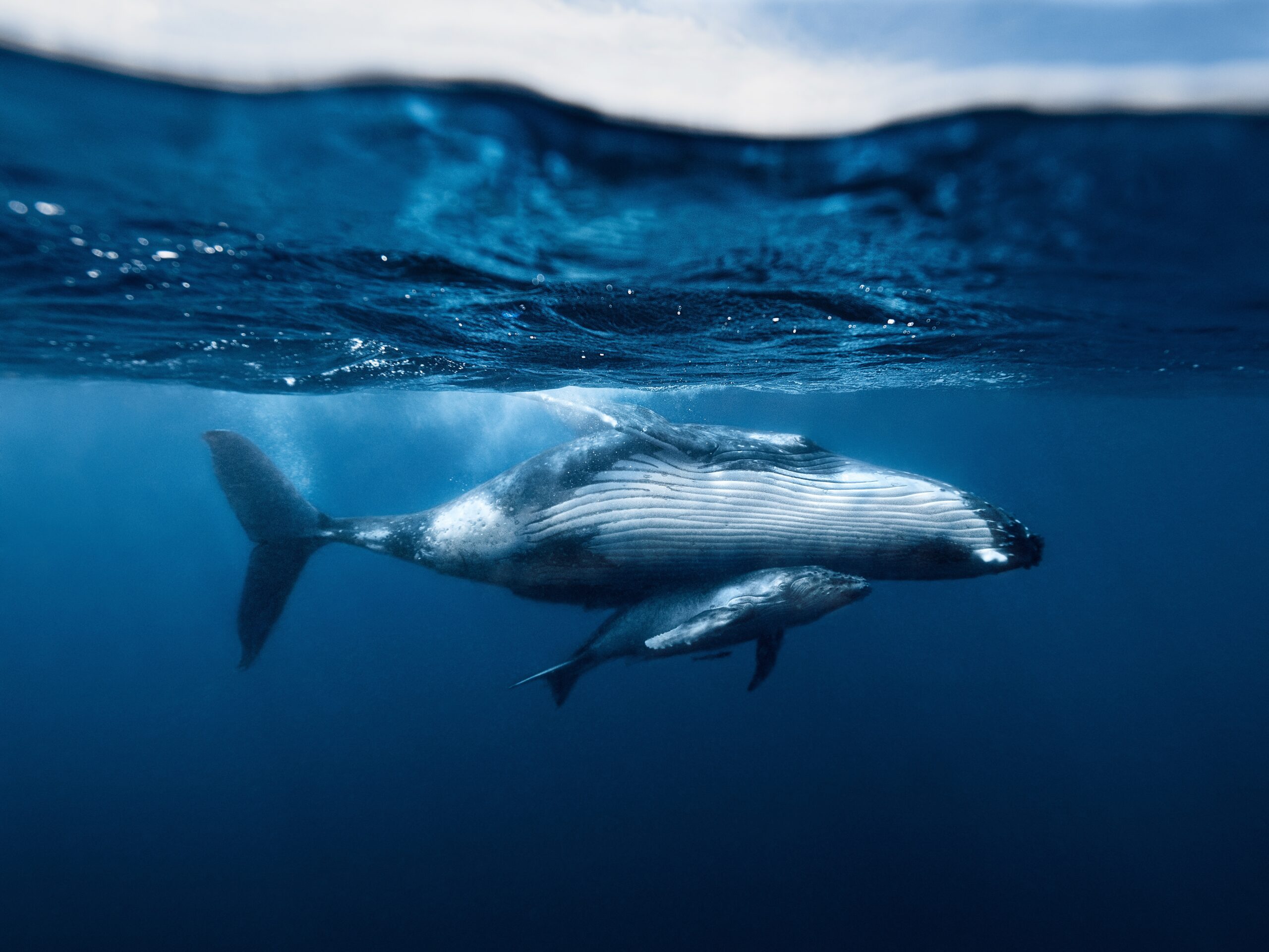 Whale I not at all: Rise in humpback whale sightings inside the UK