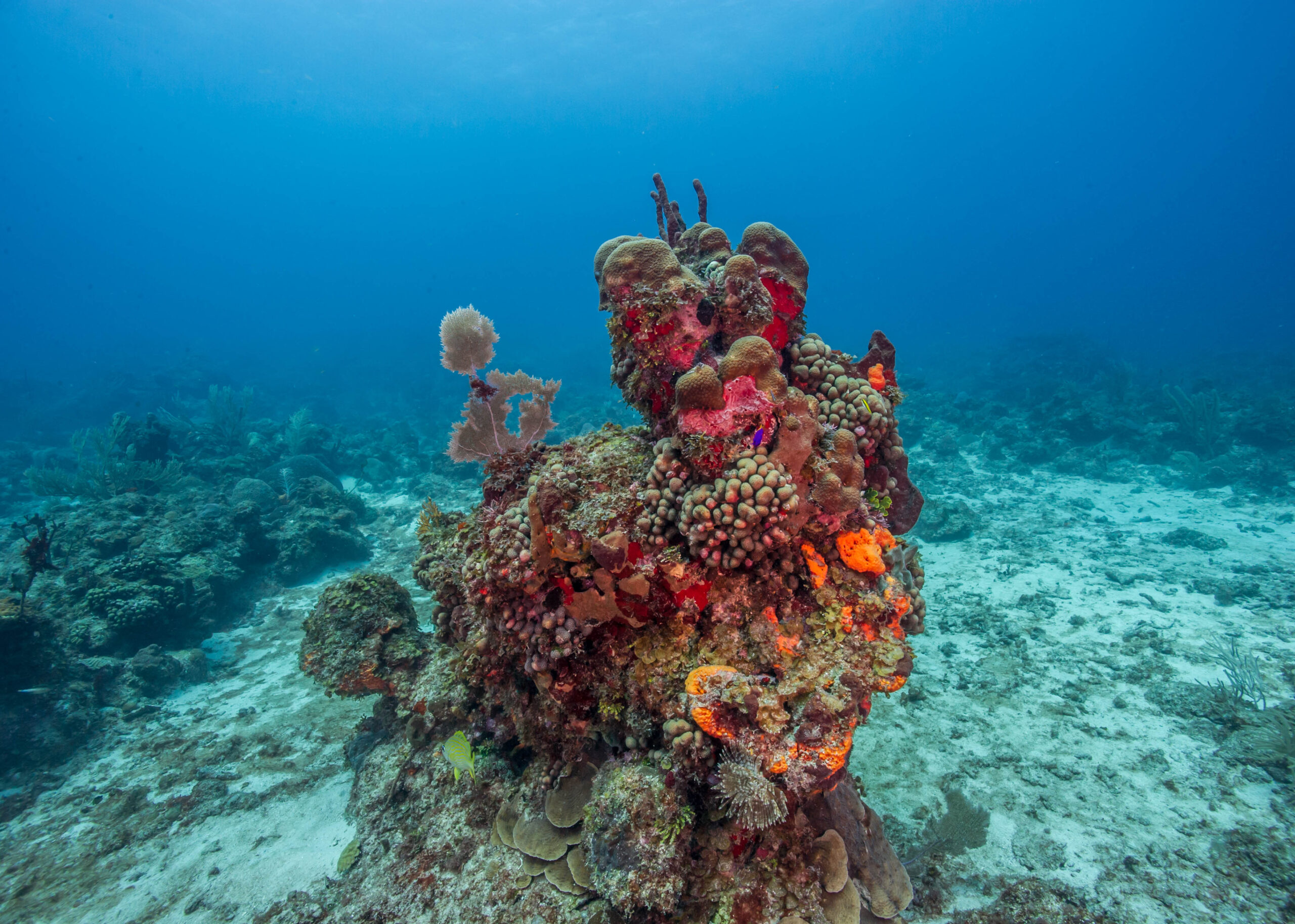 Florida & Puerto Rico: Coral restoration protects lots of of lives