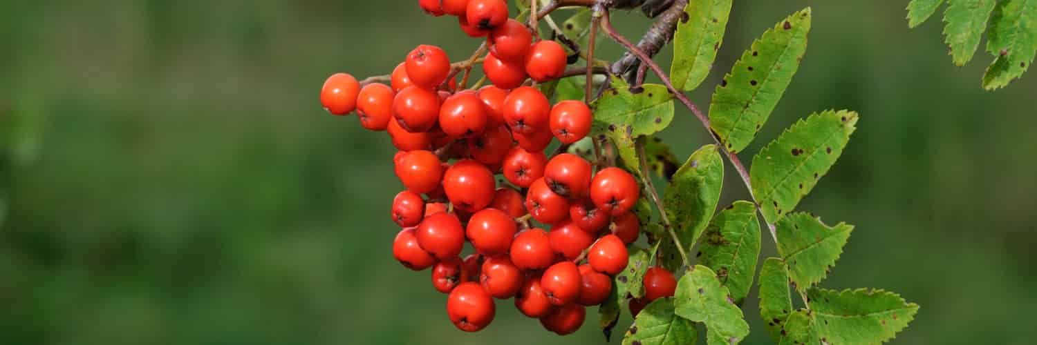 The poet and the tree: The mythology of rowan