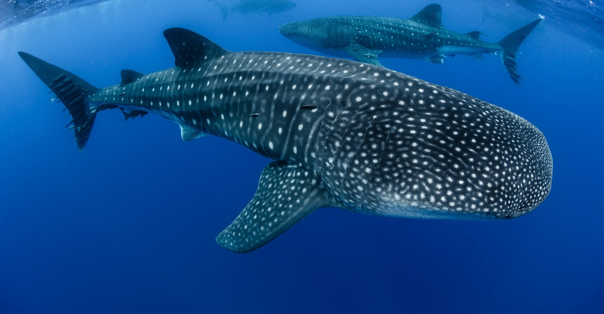 India’s fisherfolk mark ‘monumental milestone’ for whale sharks