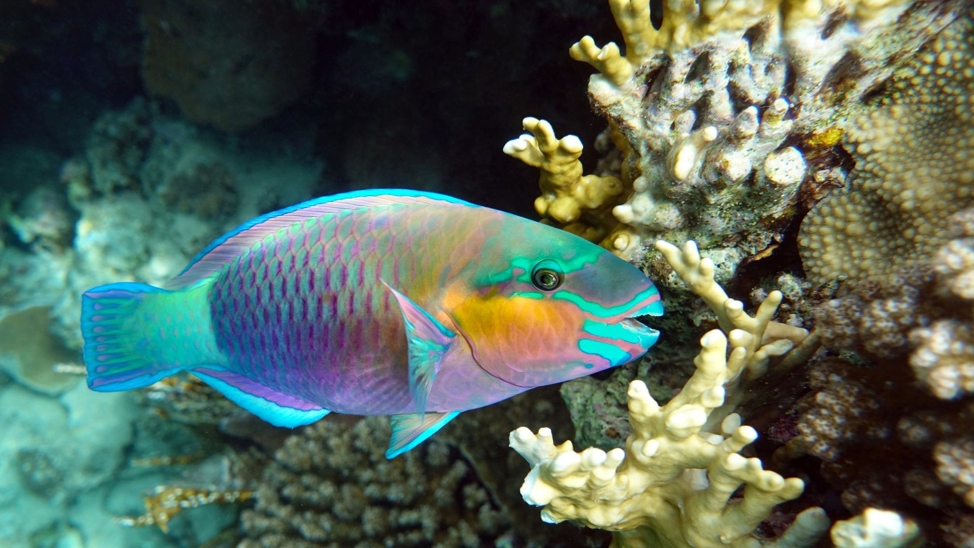 The Secret Ingredient to the Excellent Seashore Sand? Parrotfish Poop