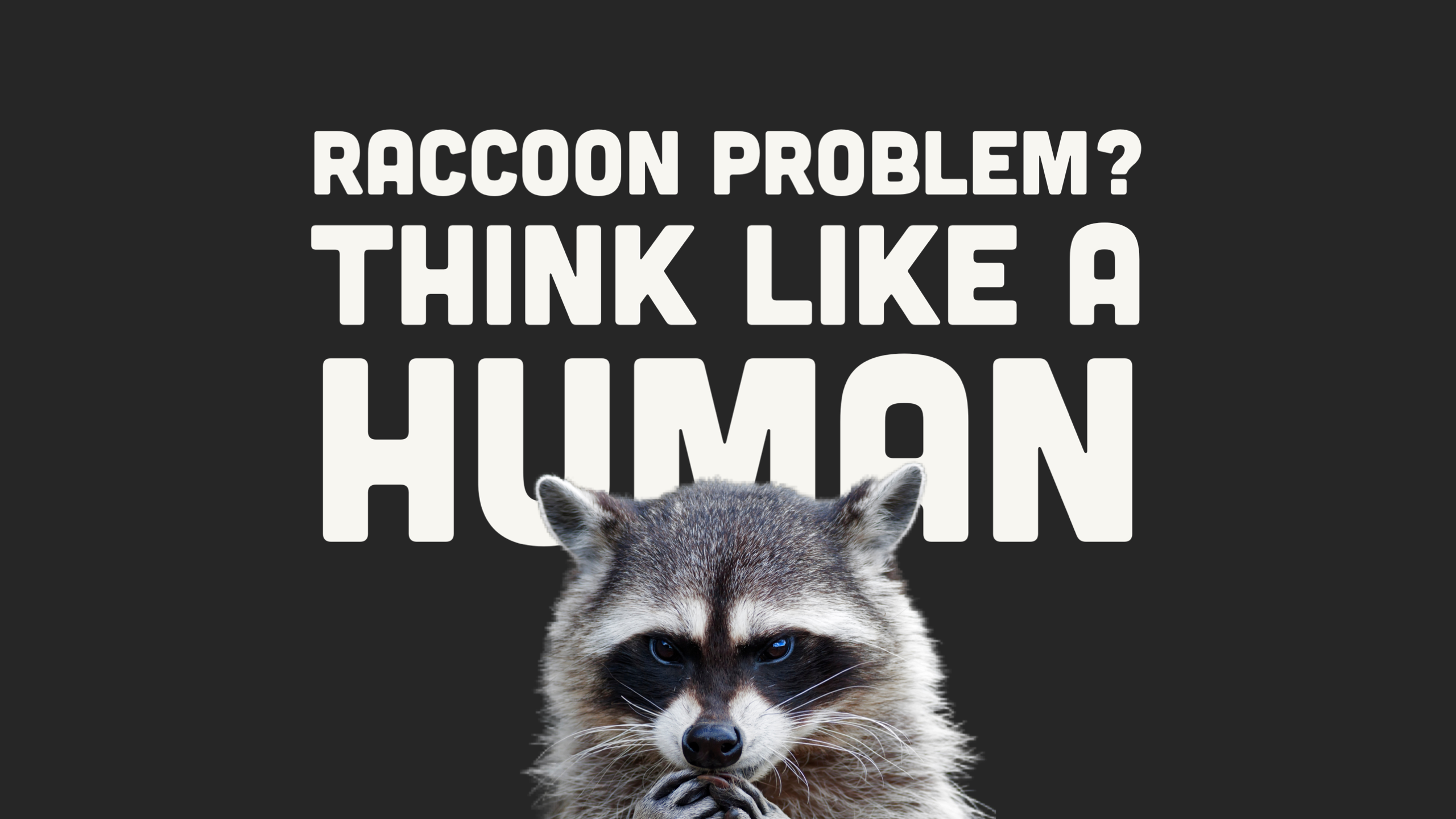 Raccoon Issues