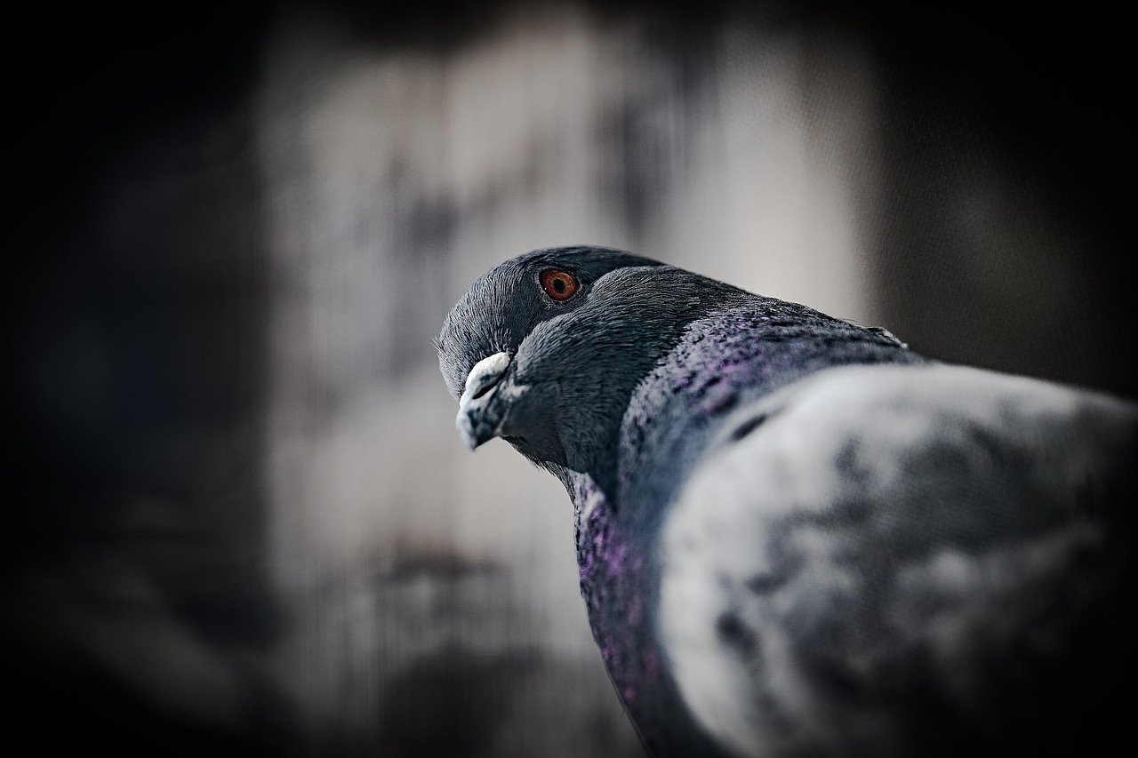 The Pigeons on my Roof: a Evaluation