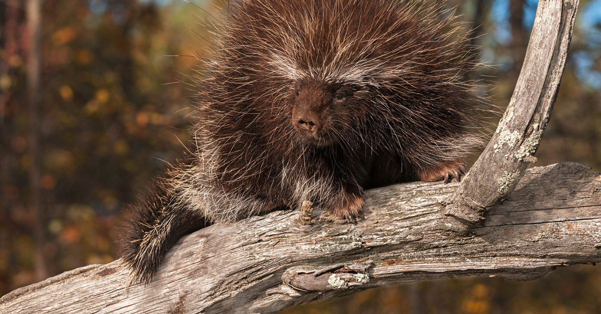 Can Porcupines Shoot Their Quills?