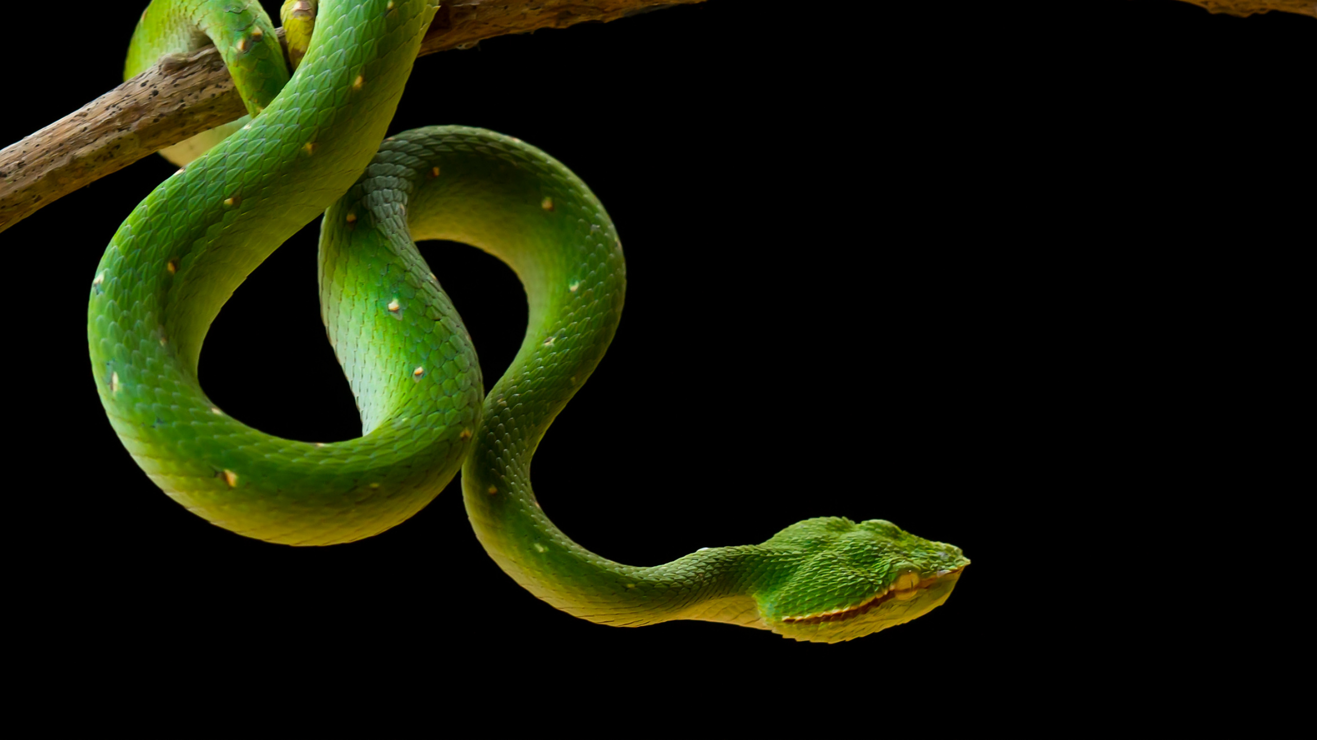 Snake Kinetics: How Snakes Transfer