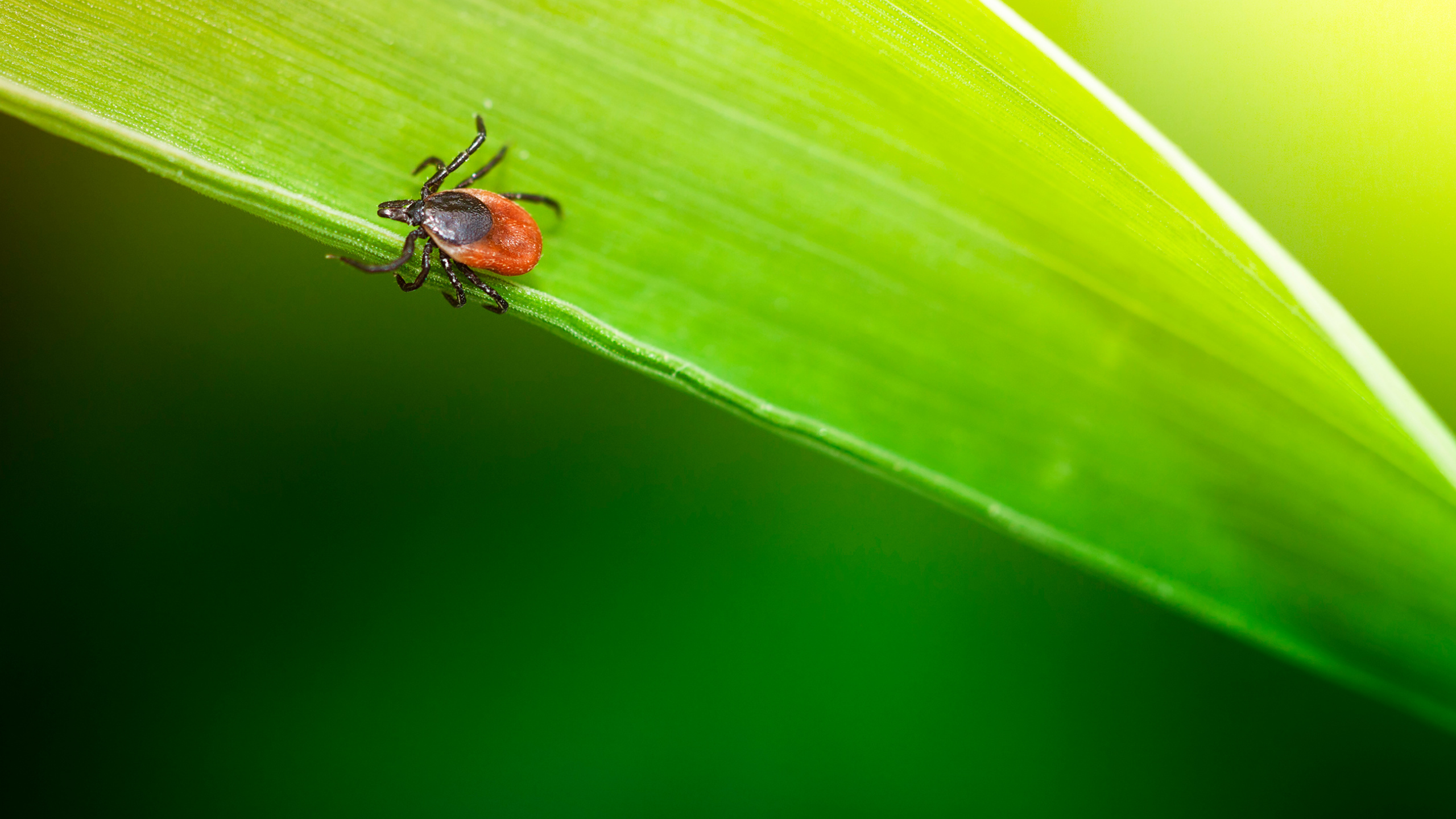 Do Ticks Fall From Timber?